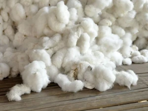 Buy Cotton