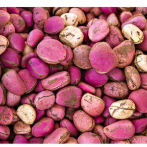 buy kola nut