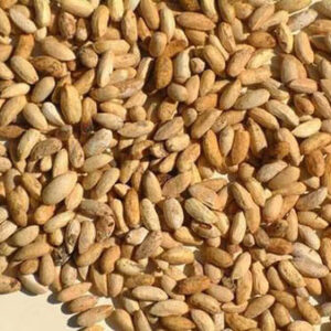 Premium Neem Seeds – 100% Natural & Organic | For Plantation, Oil Extraction, and Pest Control