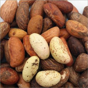 Buy bitter kola nuts online