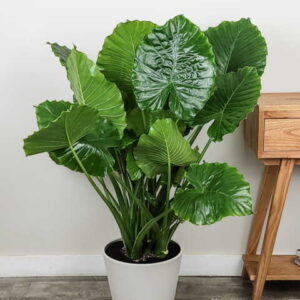 Buy Alocasia odora