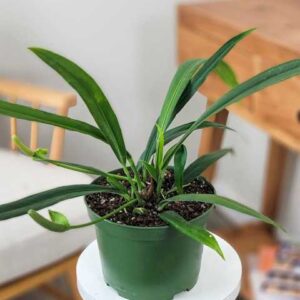 Buy Anthurium vittarifolium