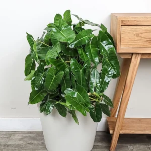 Buy Philodendron Gloriosum Online
