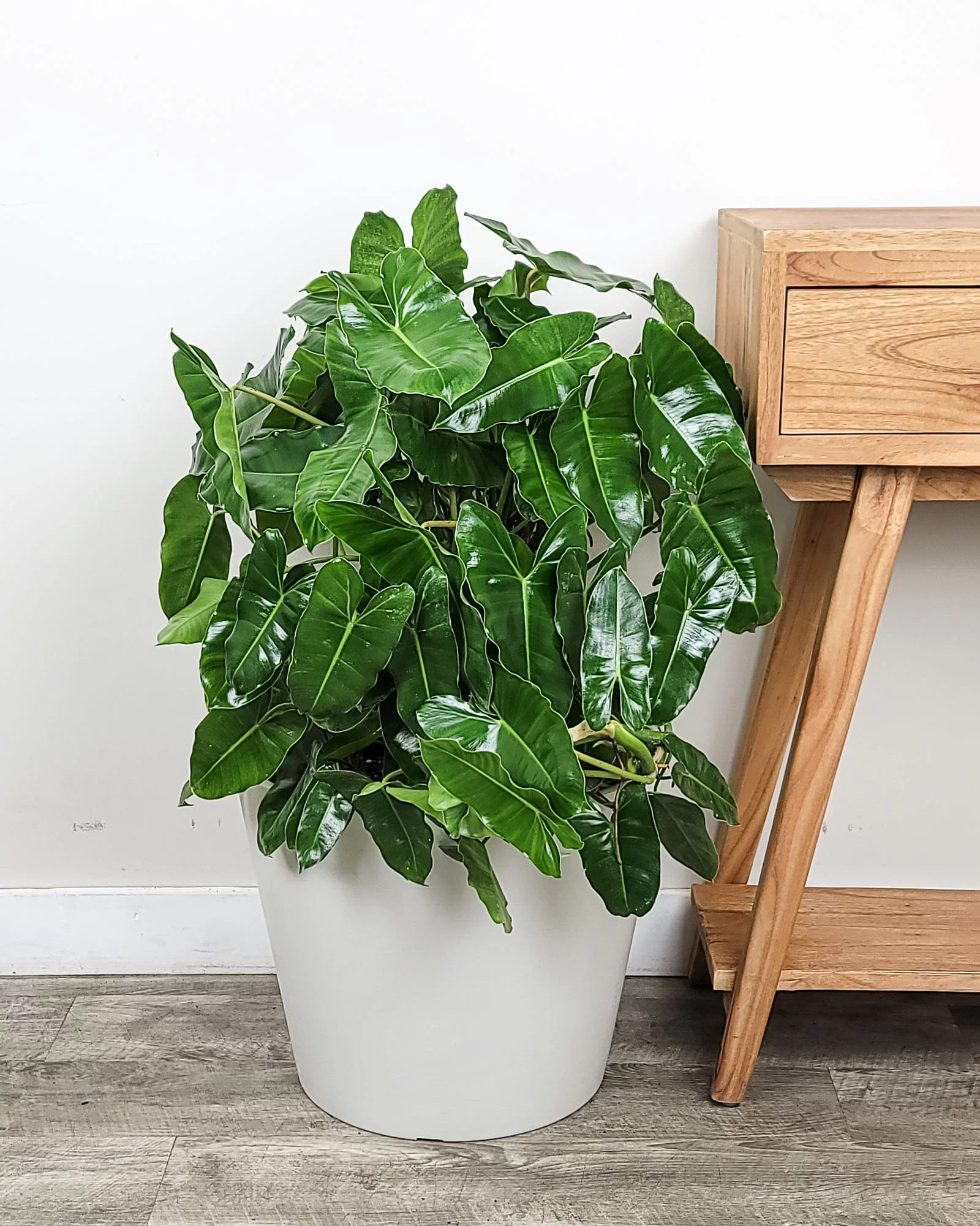 Buy Philodendron Gloriosum Online