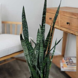 Buy Snake Plant Online