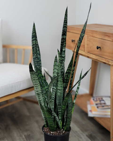 Buy Snake Plant Online