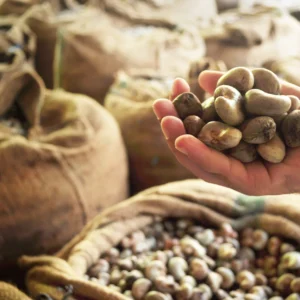 Buy Cashew Nuts